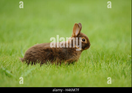 Kaninchen, Netherland Zwerg Havanna Loh, Jungtier, Wiese, sitzen, Stockfoto