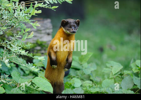 Farbige Martens, Martes Flavigula aufgewachsen, stand der, frontal Stockfoto