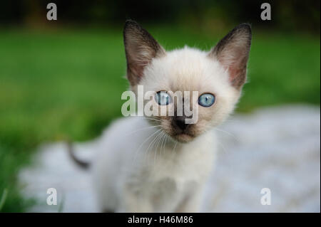 Siam Seal Point Katze, Jungtier, Nahaufnahme, Vorderansicht, Stockfoto