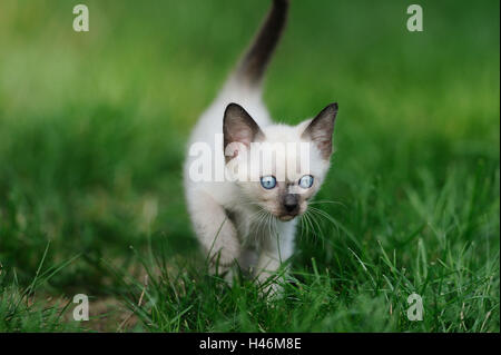 Siam Seal Point Katze, Jungtier, Wiese, Vorderansicht, Stockfoto