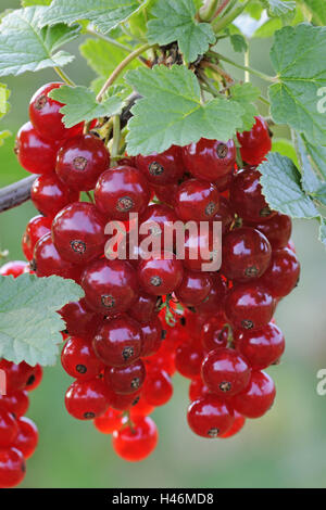 Johannisbeeren, Reife, mittlere Nahaufnahme, Strauch, Beeren, rot, hängen, Früchte, Rispen, reich an Vitaminen, Früchte, Blätter, Stockfoto