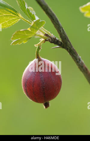 Rote Stachelbeere, Beeren, gesunde, mittlere Nahaufnahme, reif, Stachelbeere, Vitamine, Obst, Früchte, reich an Vitaminen, Strauch, Pflanze, rot, hängen verzweigen, Stockfoto