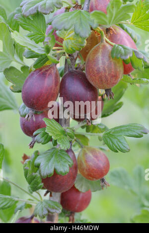 Rote Stachelbeeren Stockfoto