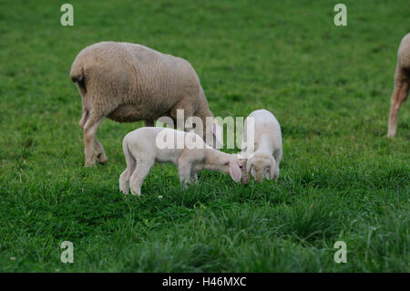 Hausschafe, Ovis Orientalis Aries, Lämmer, Seitenansicht, stehen, Stockfoto