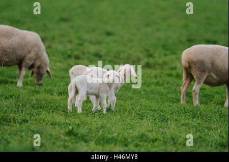 Hausschafe, Ovis Orientalis Widder, Lämmer, Seitenansicht, stehen, sehen Sie in der Kamera Stockfoto