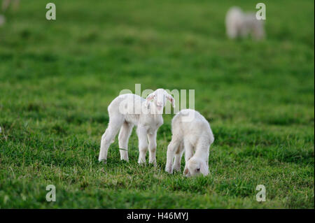 Hausschafe, Ovis Orientalis Widder, Lämmer, Seitenansicht, stehen, sehen Sie in der Kamera Stockfoto