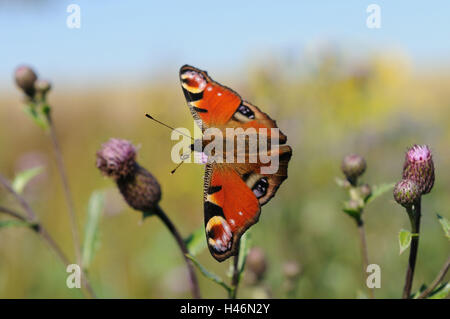 Tag Tagpfauenauge, Inachis Io, Acker-Kratzdistel, Cirsium Arvense Stockfoto