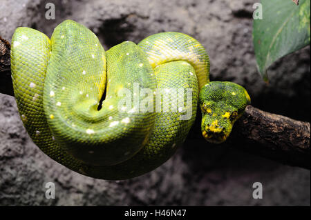 Grüner Baumpython Morelia Viridis, frontal anzeigen in die Kamera, Ganzkörper-Ansicht, Stockfoto