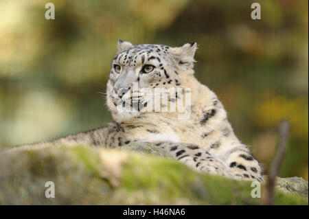 Schneeleopard Uncia Uncia, Seitenansicht, Lüge, Felsen, Stockfoto