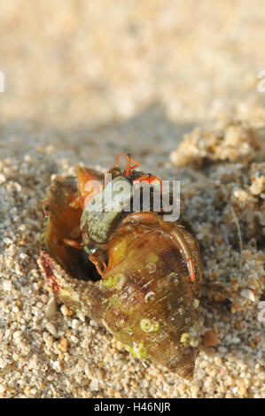 Einsiedlerkrebs in Land, Stockfoto