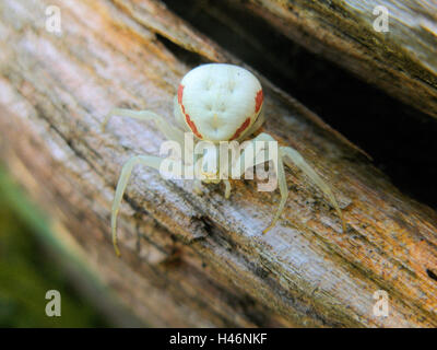 Variable Krabbe Pin, Weiblich, aus Holz, sitzen, Stockfoto