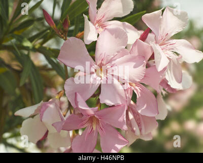 Oleander, Blüten, Nerium Oleander, Nahaufnahme, Stockfoto