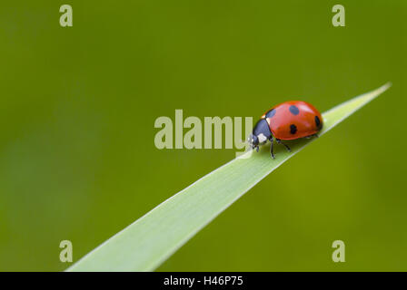 Marienkäfer auf Blättern, Coccinella Septempunctata, Stockfoto