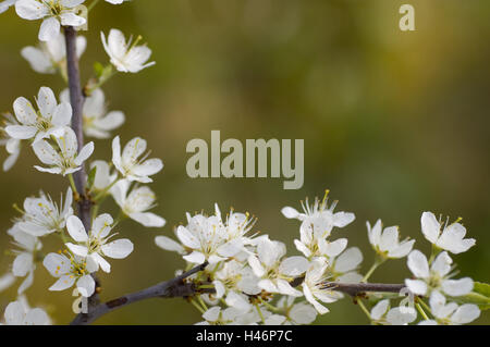 blühende Zweig in Schlehe, Prunus Spinosa, Stockfoto