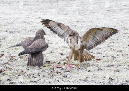 zwei Bussarden Kampf um die Beute, Buteo Buteo, Stockfoto