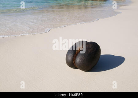 Fötus die Seychellen Palmen am Strand, Coco de Mer, Lodoicea Maldivica, Stockfoto