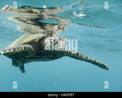 Echte Karettschildkröte, Eretmochelys Imbricata Bissa, unter Wasser mit Reflexion in der Wasseroberfläche geschossen, Stockfoto