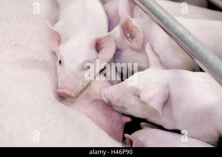 junge Ferkel trinken in Brustwarzen, Stockfoto