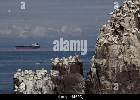 Die Tölpelkolonie, Morus Bass Anus, Firth Forth, North Berwick, Bass Rock, Schottland, Stockfoto