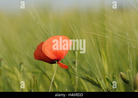 Klatschmohn, Papaver Rhoeas, Getreidefeld, Blüte, konzentrieren sich auf den Vordergrund, Deutschland Stockfoto