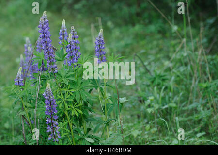 Blaue Lupine, Lupinus Angustifolius, rosa, Blüte, konzentrieren sich auf den Vordergrund, Deutschland Stockfoto