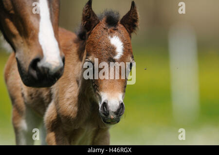 Welsh Pony, Mutter mit Fohlen, Vorderansicht, stehen, Blick in die Kamera, Stockfoto