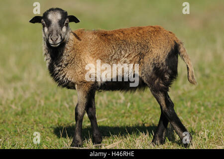 Kamerun-Schaf, Lamm, Seitenansicht, stehende, Wiese, Blick in die Kamera, Stockfoto