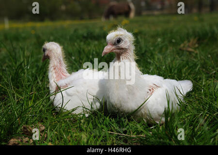 Brieftauben, Küken, Wiese, Ständer, Seitenansicht, Blick in die Kamera Stockfoto