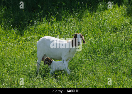 Boer Ziege, Mutter mit Jungtier, Wiese, Kopf, stehen, Stockfoto