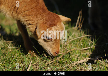 Hausschafe, Ovis Orientalis Aries, Lamm, Portrait, Seitenansicht, Stockfoto