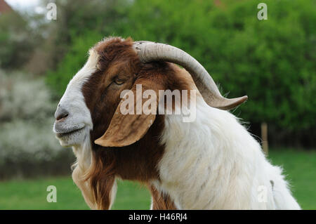 Boer Ziege, Ziegenbock, Porträt, Wiese, Seitenansicht, Stockfoto