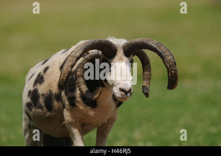 Jakobschaf, Ovis Ammon Aries, Wiese, frontal, gehen, Blick auf die Kamera, Stockfoto