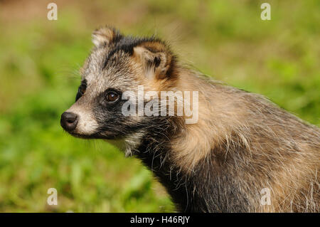 Marten es Hund, Nyctereutes Procyonoides, Porträt, Seitenansicht, Stockfoto