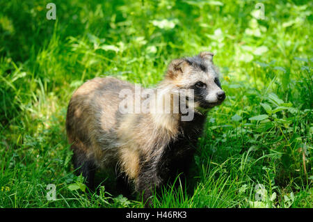 Marten es Hund, Nyctereutes Procyonoides, Wiese, Seitenansicht, Ständer, Stockfoto