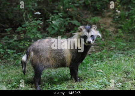 Marten es Hund, Nyctereutes Procyonoides, Wiese, Seitenansicht, Ständer, Blick in die Kamera Stockfoto