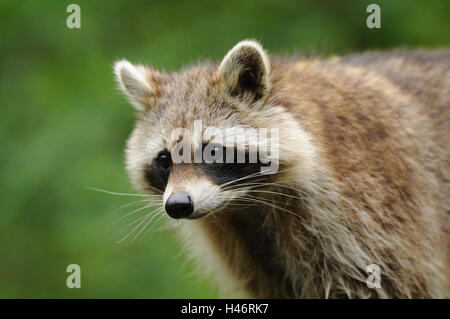 Racoon, Procyon Lotor, Porträt, Seitenansicht, Stockfoto