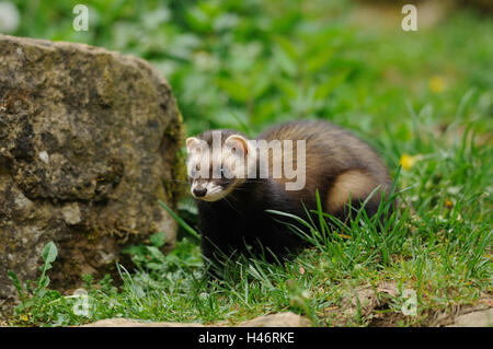 Europäischen Iltis Mustela Putorius, Wiese, Seitenansicht, Ständer, Blick in die Kamera Stockfoto