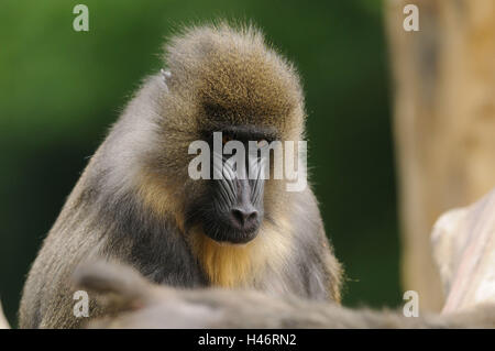 Mandrill, Mandrillus Sphinx, Porträt, Vorderansicht, sitzen, schauen seitwärts, konzentrieren sich auf den Vordergrund Stockfoto