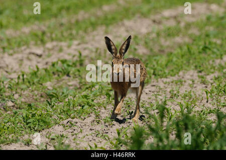 Feldhase Lepus Europaeus, Maisfeld, Vorderansicht, laufen, Blick in die Kamera, Fokus auf den Vordergrund, Stockfoto