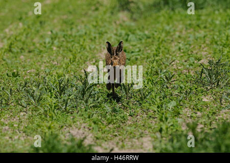 Feldhase Lepus Europaeus, Maisfeld, Vorderansicht, laufen, Blick in die Kamera, Fokus auf den Vordergrund, Stockfoto