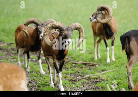 Ovis Orientalis Musimon und europäische Mufflons, Wiese, Vorderansicht, walking, Blick in die Kamera, Fokus auf den Vordergrund, Stockfoto