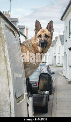 VEREINIGTES KÖNIGREICH. Eine ängstliche elsässischen Hund (Deutscher Schäferhund) Blick aus dem Fenster von einem weißen Lieferwagen, warten auf ihre Besitzer zurück Stockfoto