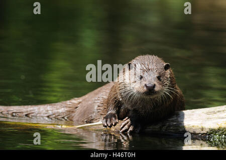 Eurasische Fischotter Lutra Lutra, Wasser, Ufer, Vorderansicht, liegend, Blick in die Kamera, Stockfoto