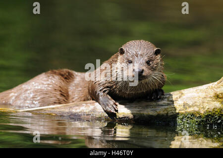 Eurasische Fischotter Lutra Lutra, Wasser, Ufer, Seitenansicht, liegend, Blick in die Kamera, Stockfoto