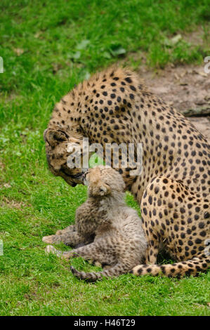 Geparden, Acinonyx Jubatus, Mutter mit Jungtier, Wiese, Seitenansicht, sitzen, Stockfoto