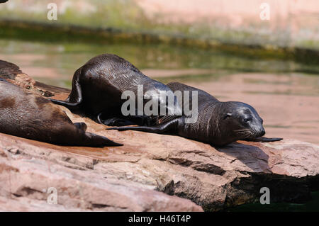 Kalifornischen Seelöwen, Zalophus Californianus, Jungtiere, Rock, Seitenansicht, liegen, spielen, Stockfoto