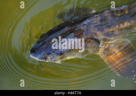 Europäischen Meer Stör, Acipenser Sturio, baltischen Stör, Wasseroberfläche, Porträt, Schwimmen, Stockfoto