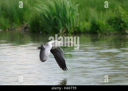 Graugans Anser Anser, Fliege, Seitenansicht, Stockfoto