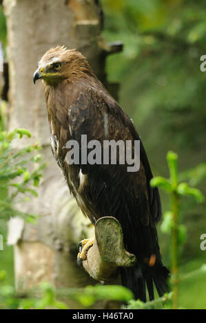 Geringerem Schreiadler Aquila Pomarina, Zweig, sitzen, Seitenansicht, Bayerischer Wald, Stockfoto