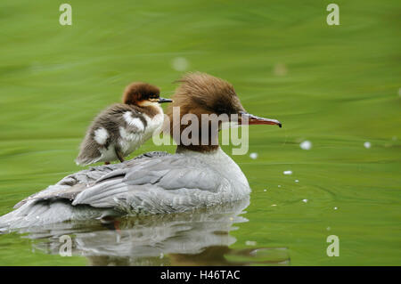 Gänsesäger, Mergus Prototyp, Wasser, Schwimmen, Seitenansicht, konzentrieren sich auf den Vordergrund, Stockfoto